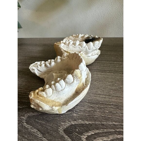 Vintage Dental Teeth Mold Cast – Upper & Lower Set - Picture 7 of 11